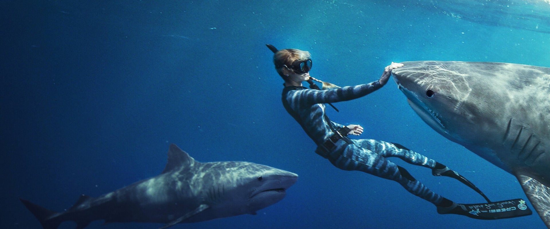 Shark Whisperer