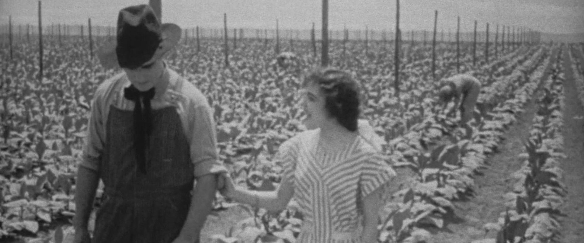 The Rose of Kentucky backdrop