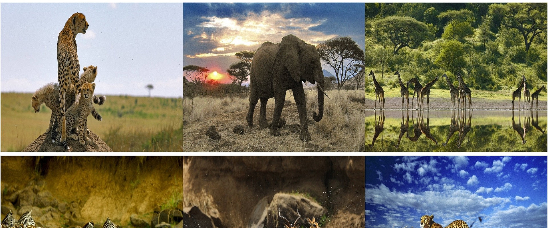Serengeti backdrop