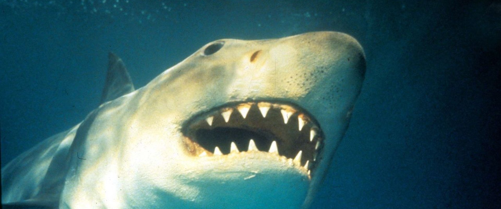Shark Terror: The Real Jaws