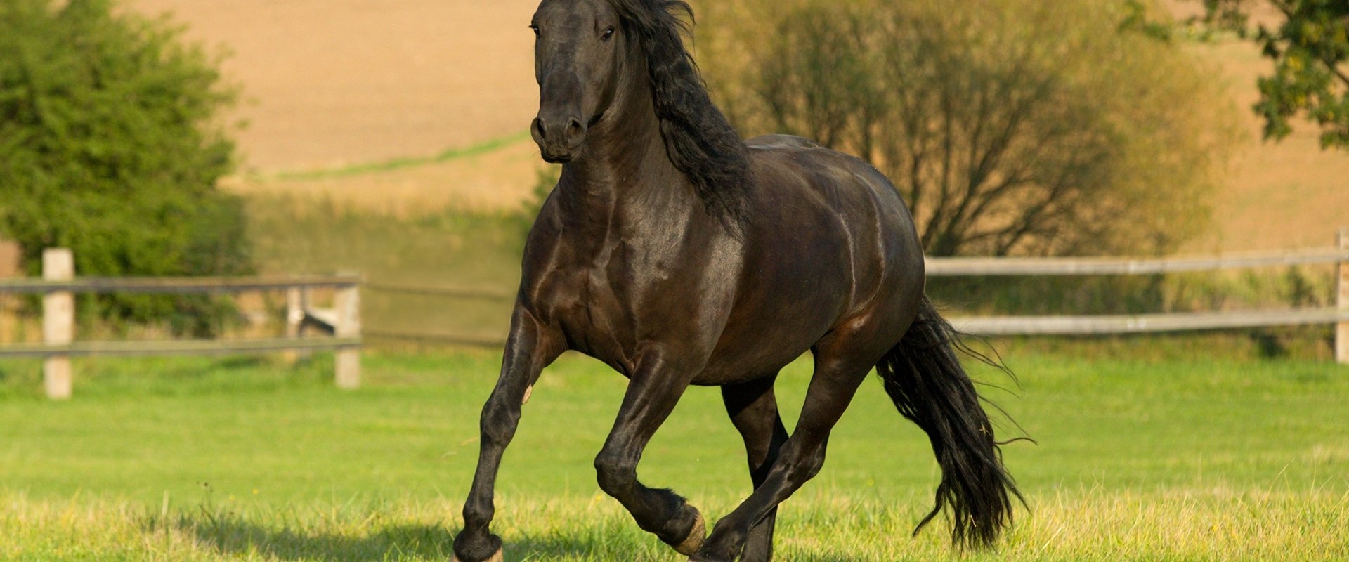 The Adventures of Black Beauty