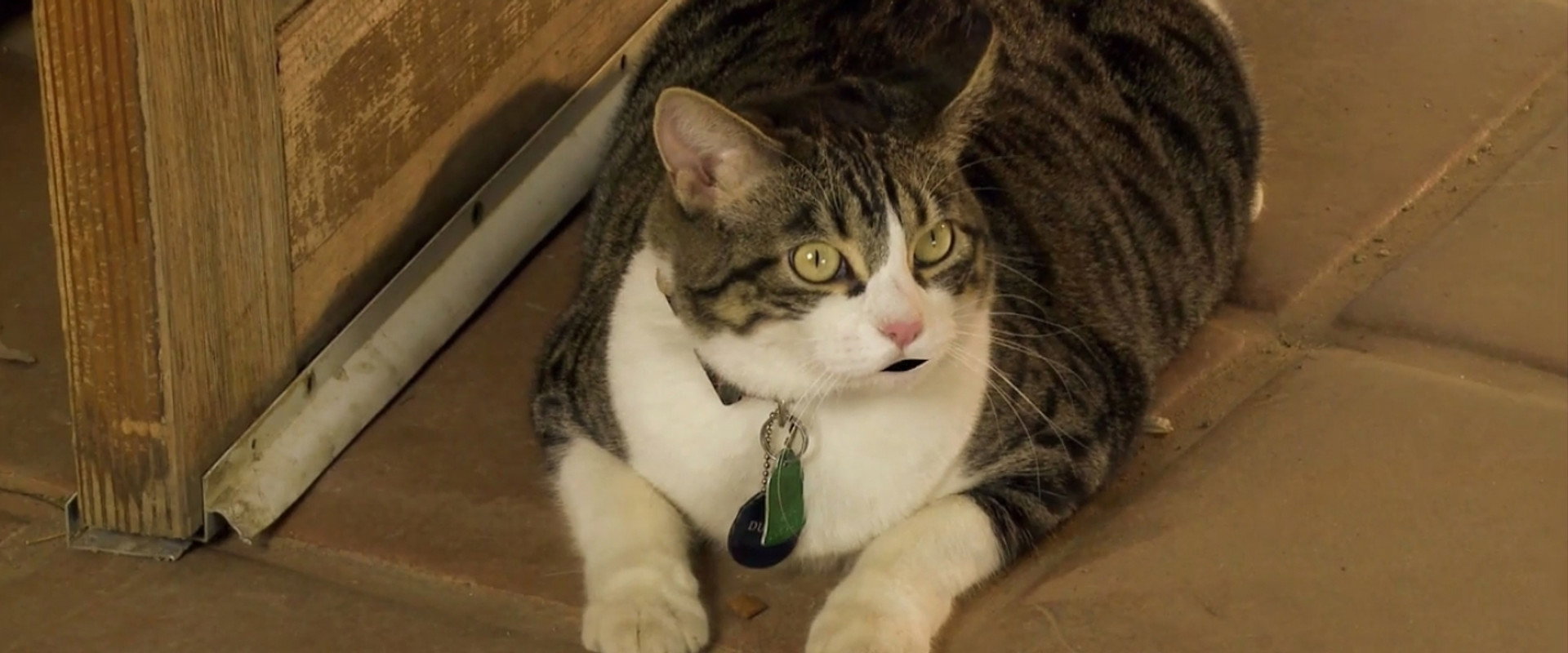 A Talking Cat!?! backdrop