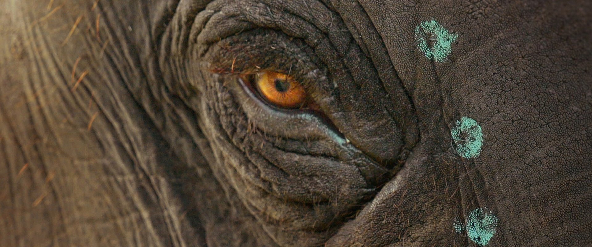 The Elephant Whisperers backdrop