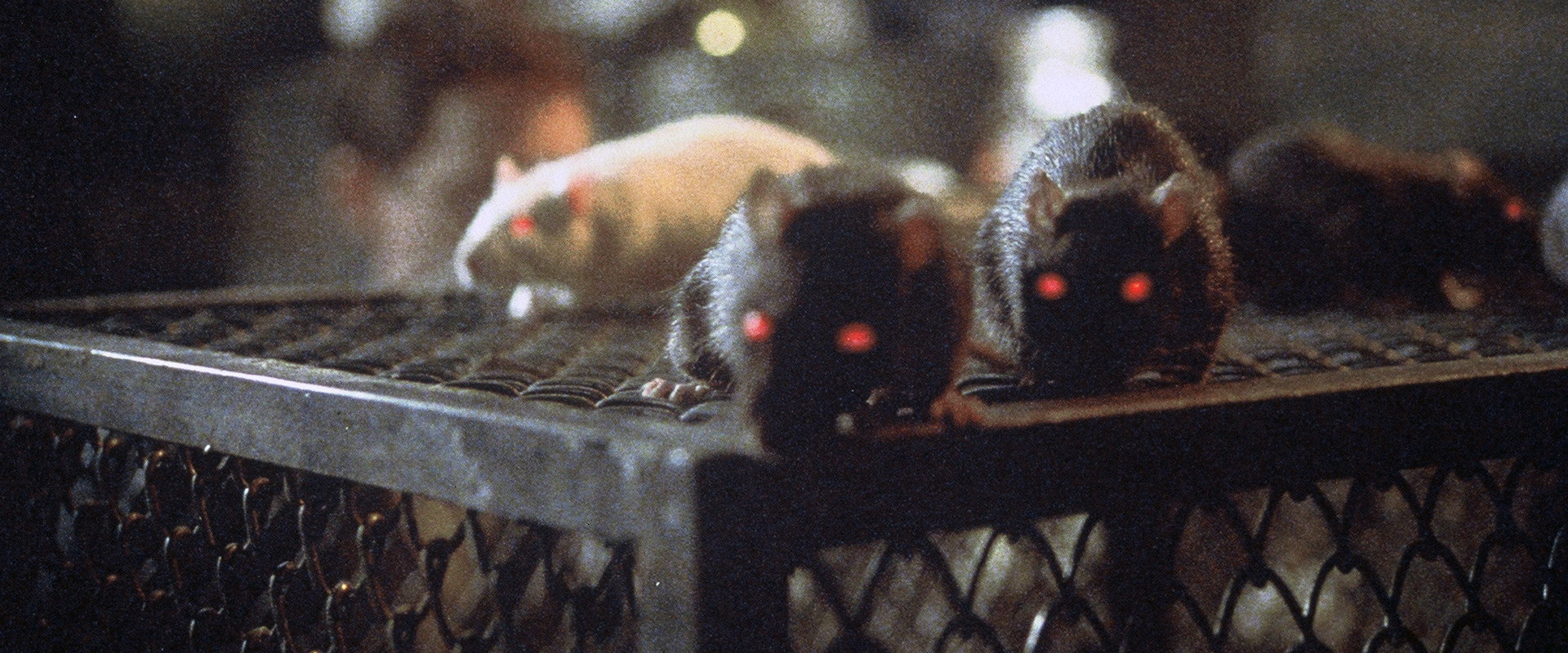Rats: Night of Terror backdrop