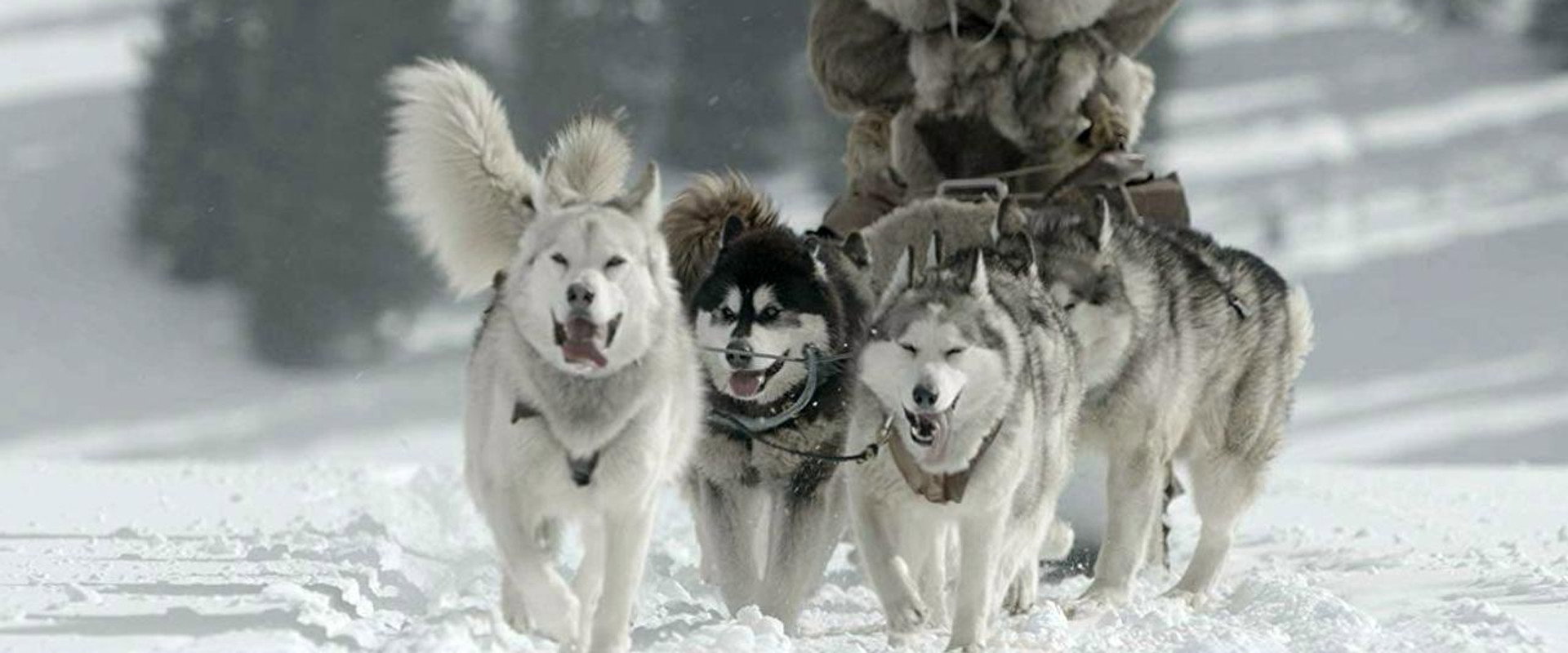 The Great Alaskan Race backdrop