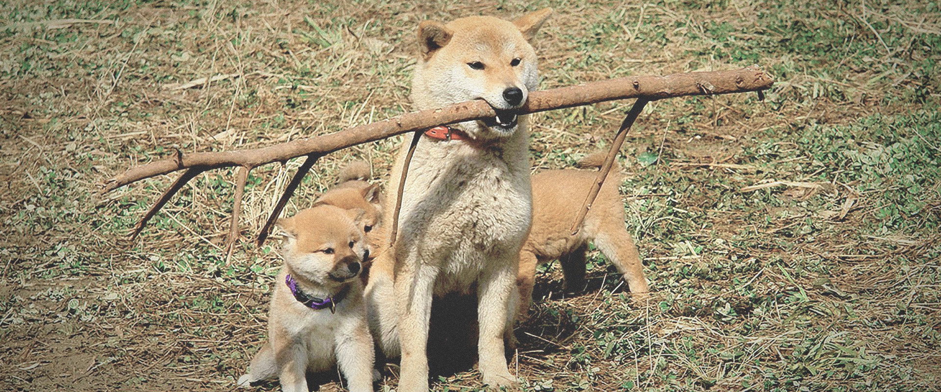 A Tale of Mari and Three Puppies backdrop