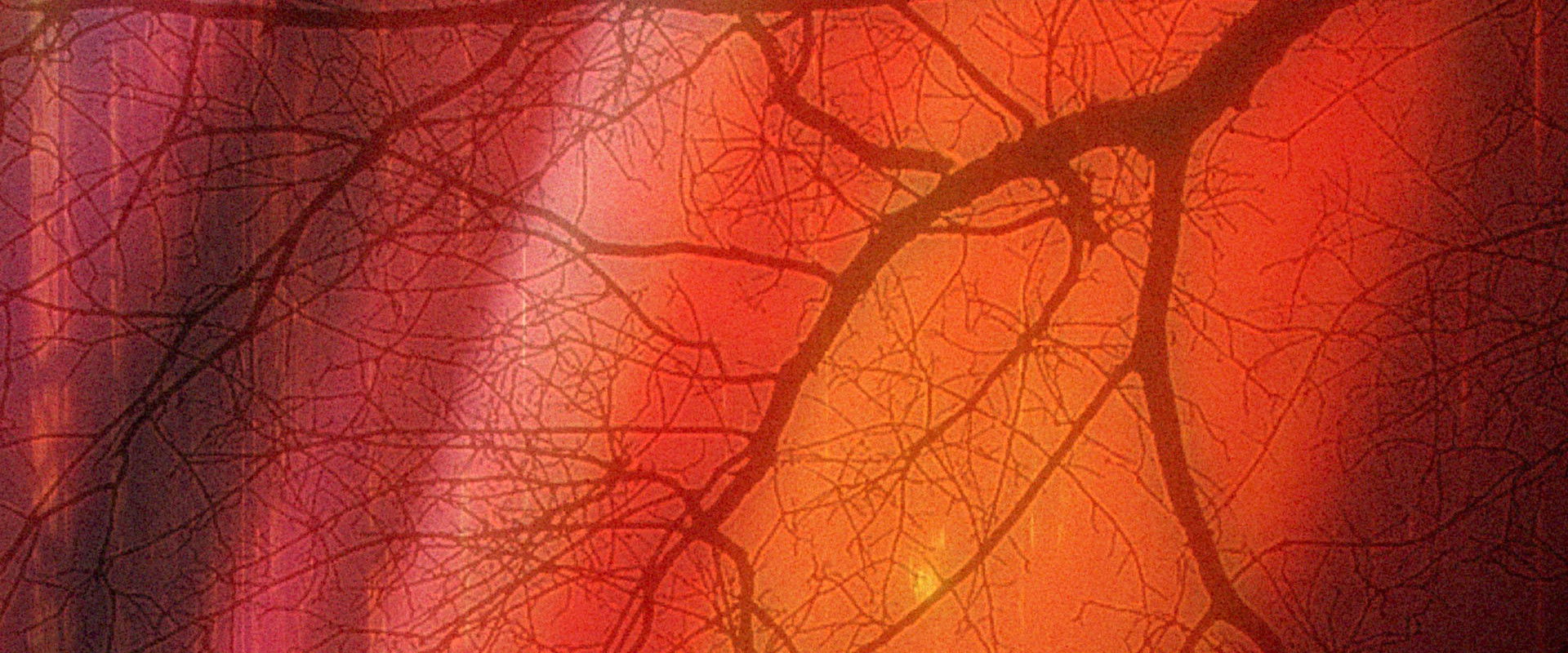 Dark Forest backdrop