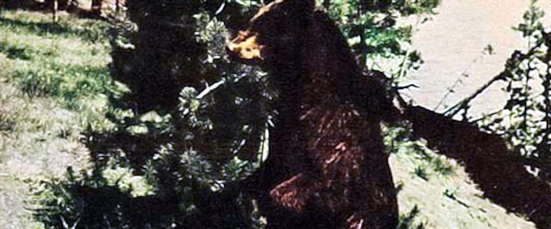 The Last Wilderness backdrop