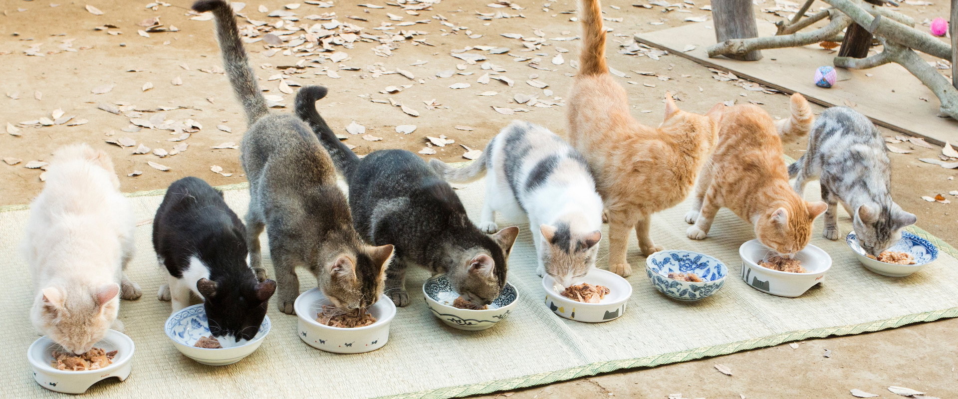 Neko Atsume House backdrop