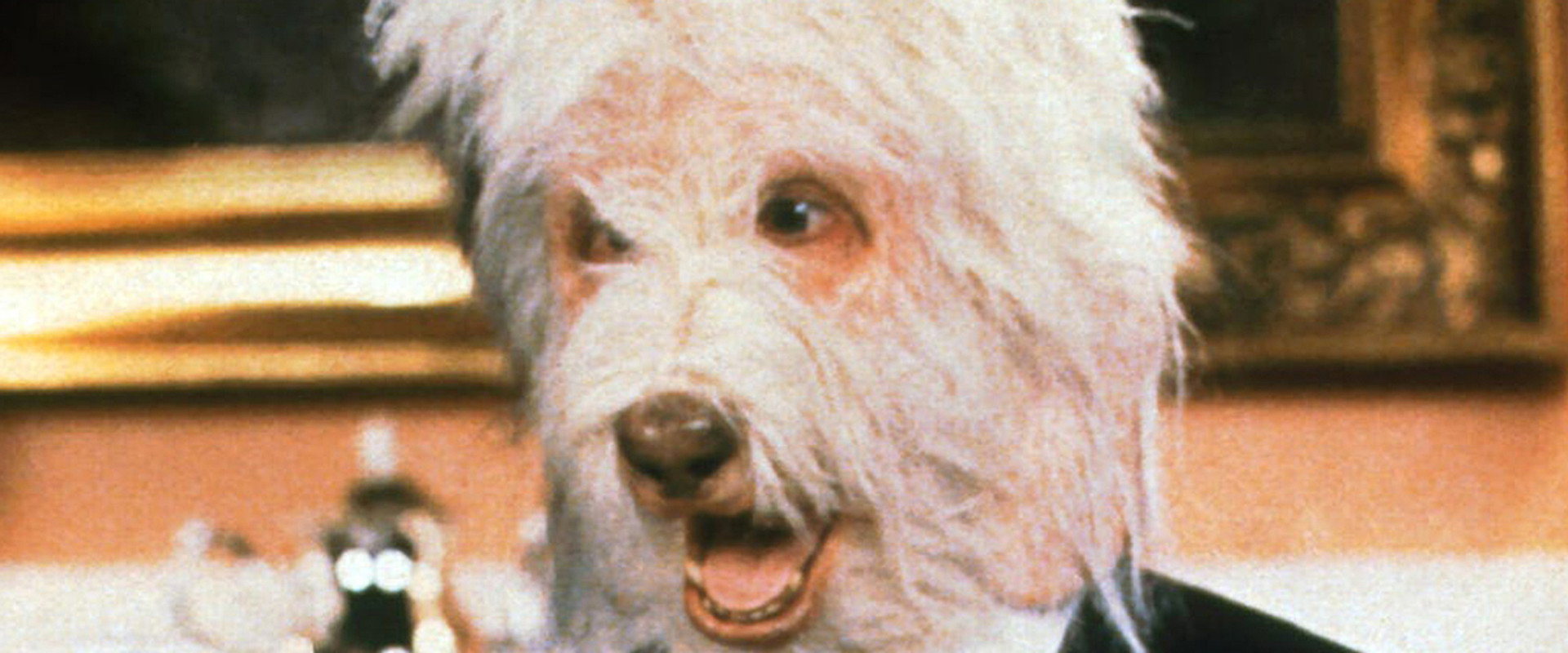 The Return of the Shaggy Dog backdrop