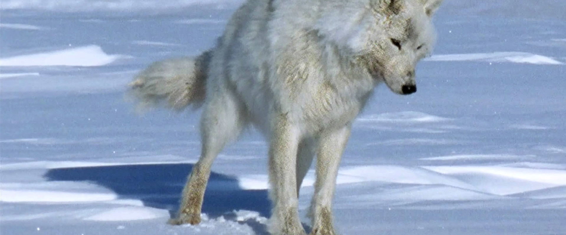 The White Planet backdrop