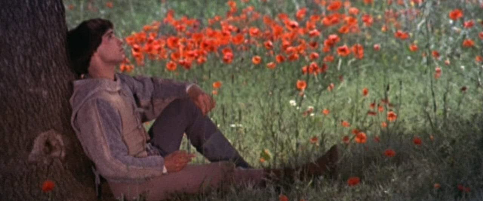 Brother Sun, Sister Moon backdrop