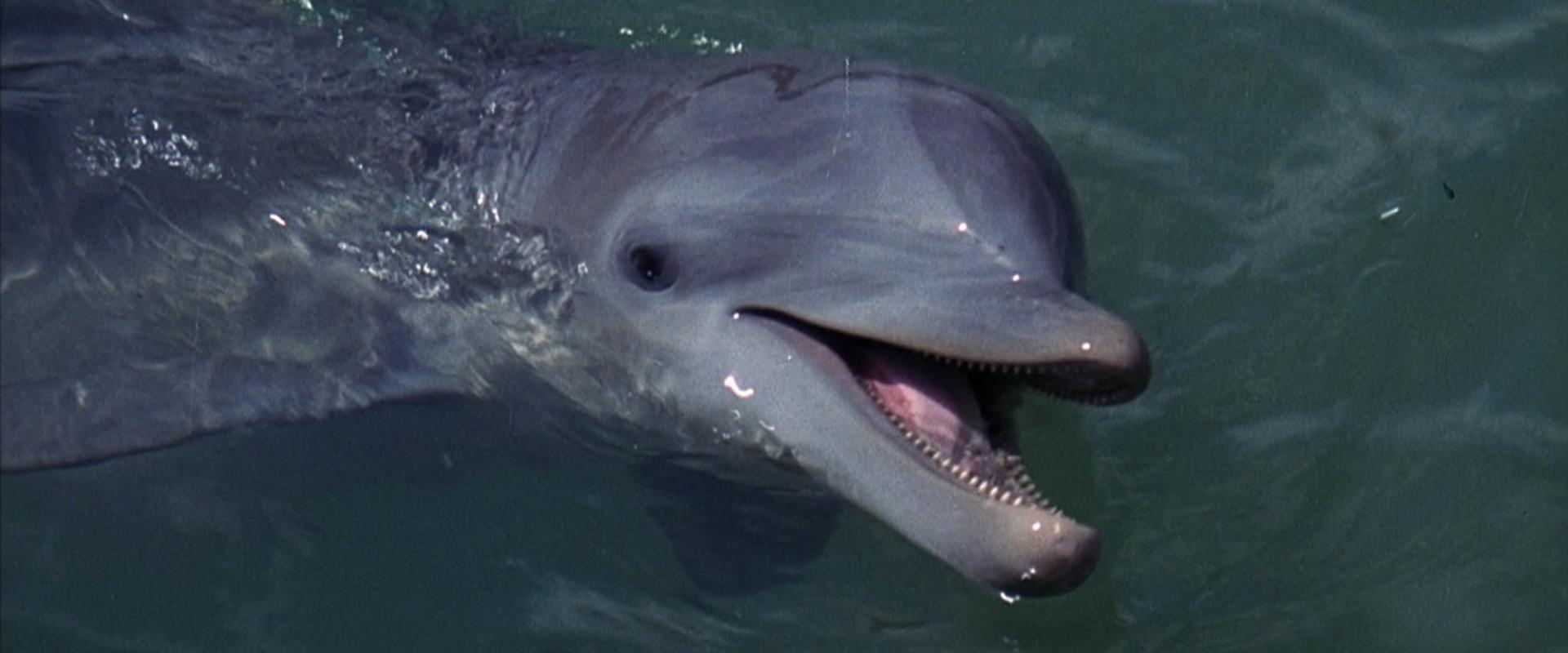 Flipper