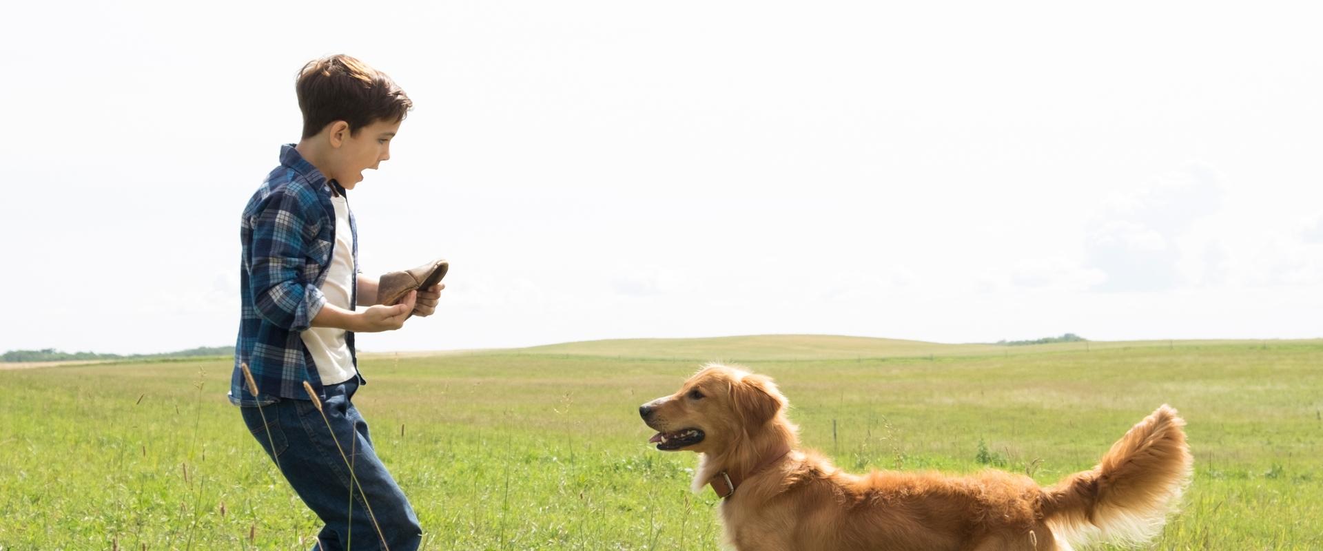 A Dog's Purpose backdrop