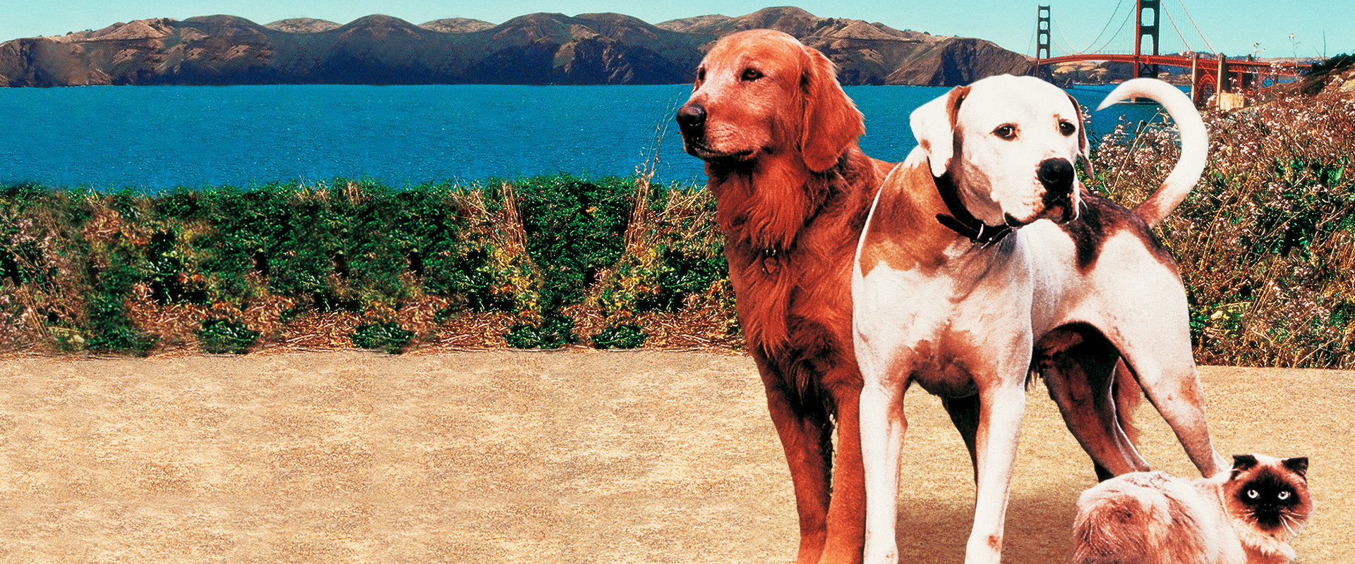 Homeward Bound II: Lost in San Francisco backdrop