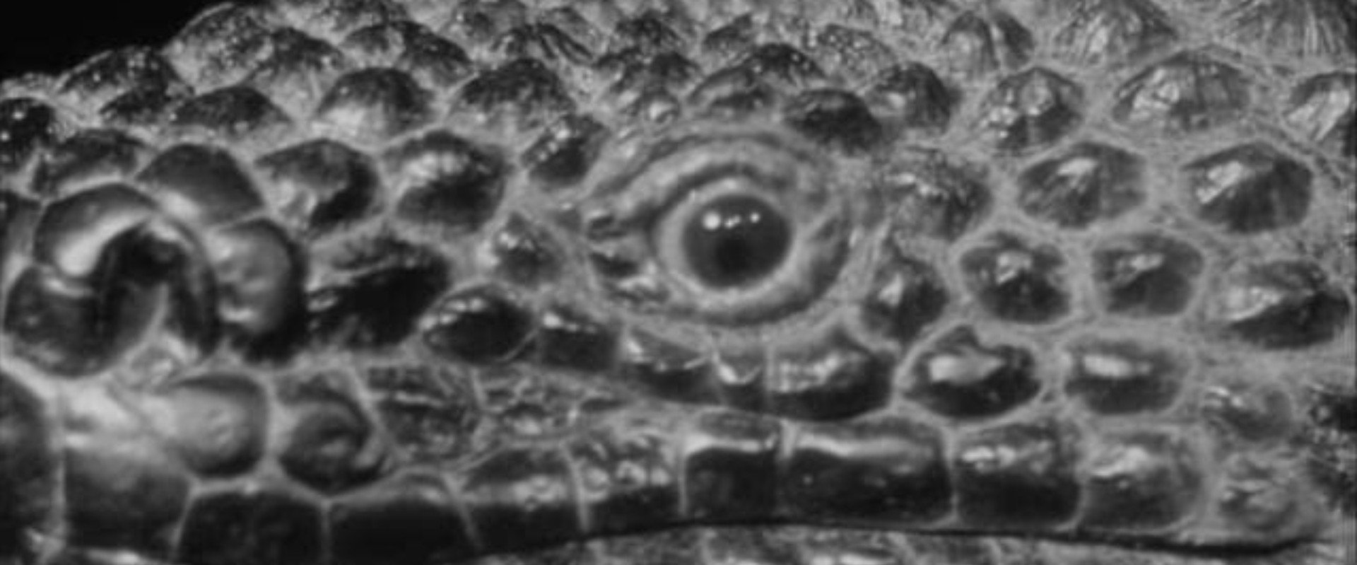 The Giant Gila Monster backdrop