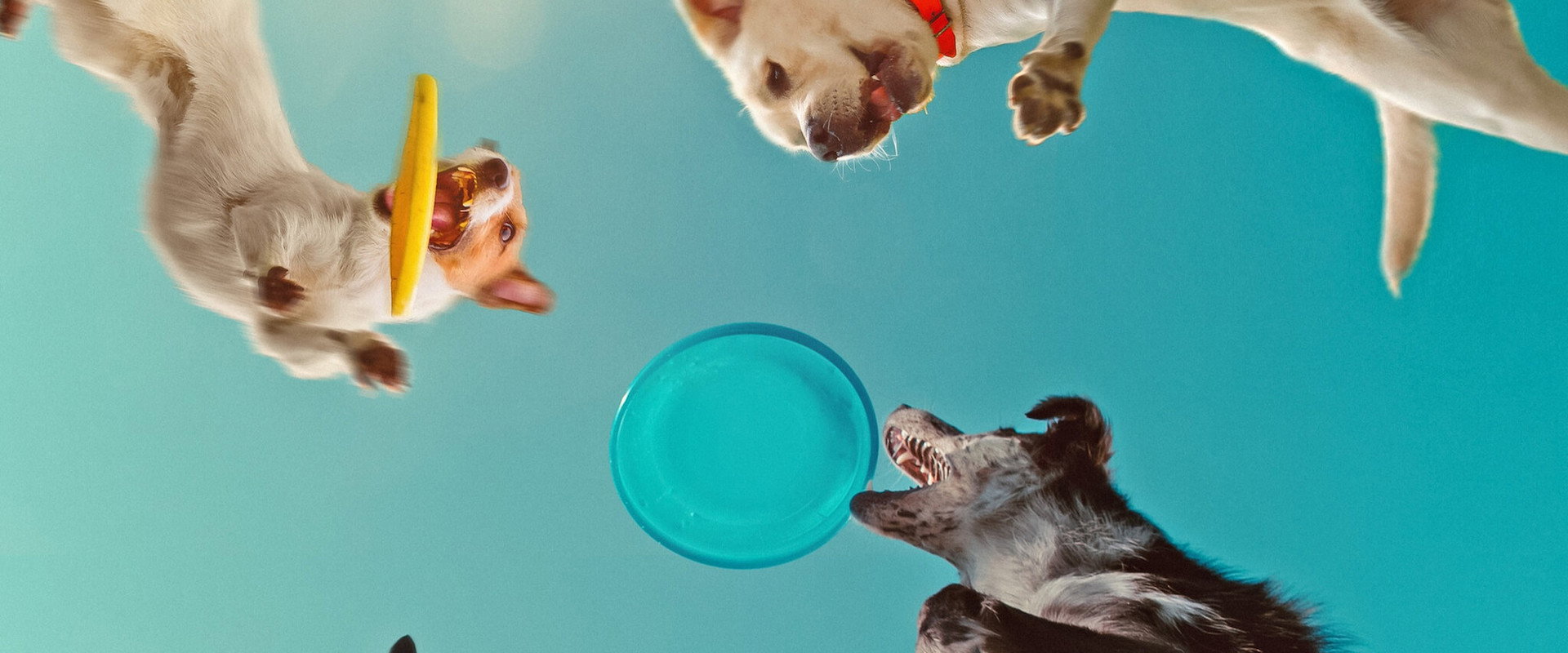 Inside the Mind of a Dog backdrop