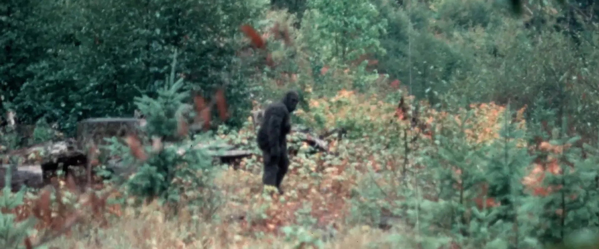 Capturing Bigfoot backdrop
