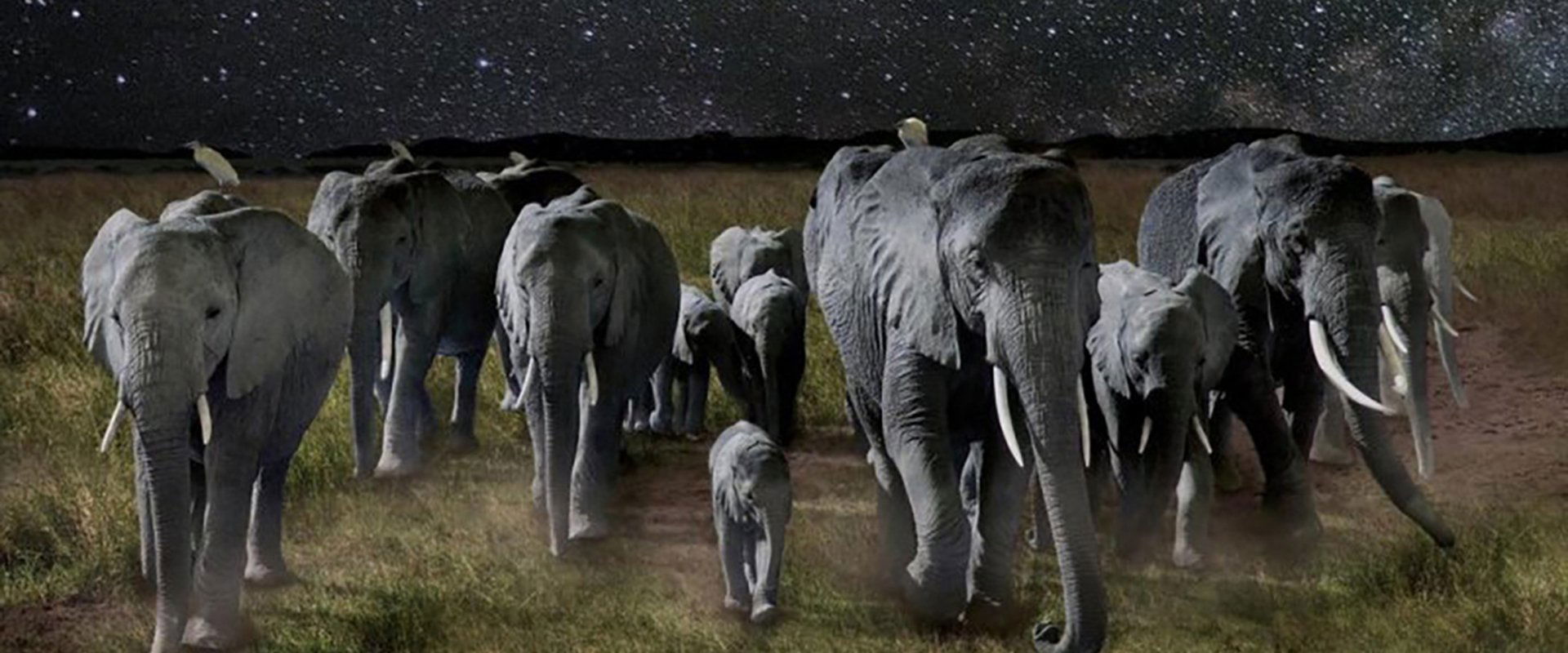 La Nuit des éléphants backdrop
