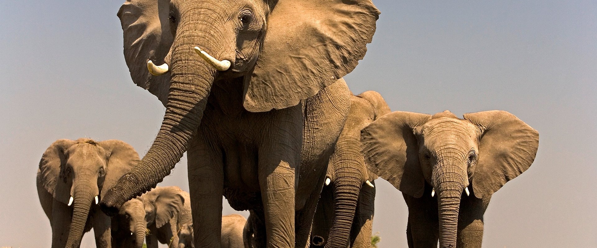 Soul of the Elephant backdrop
