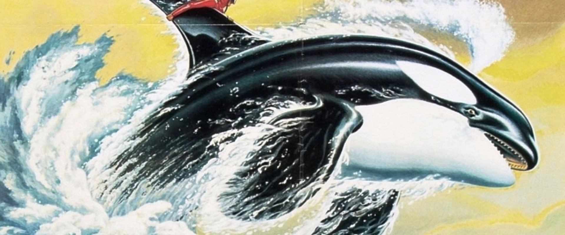 Namu, the Killer Whale backdrop