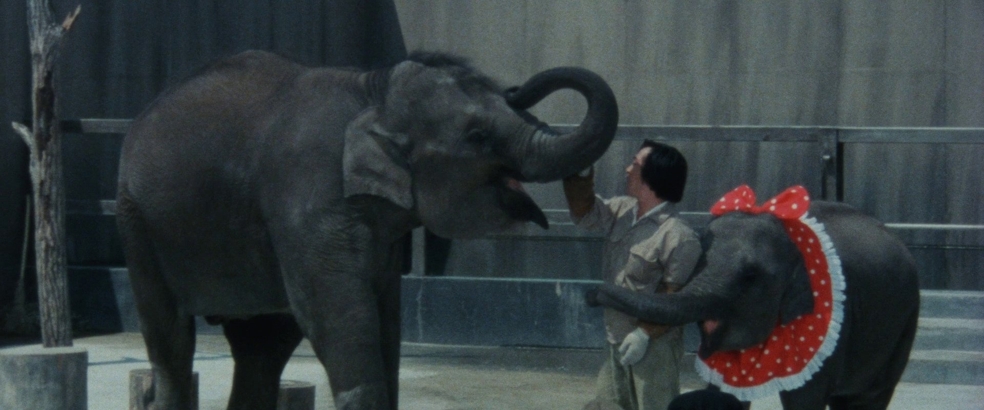 Baby Elephant Story: The angel who descended to earth backdrop