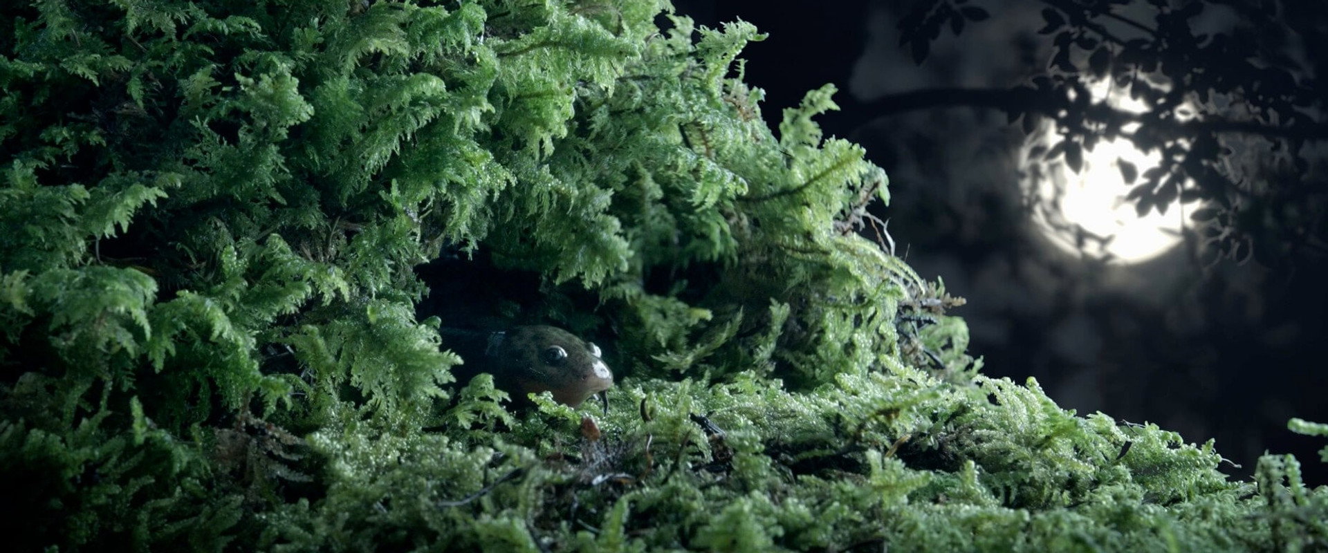 Bätsi. El ajolote y su reflejo backdrop