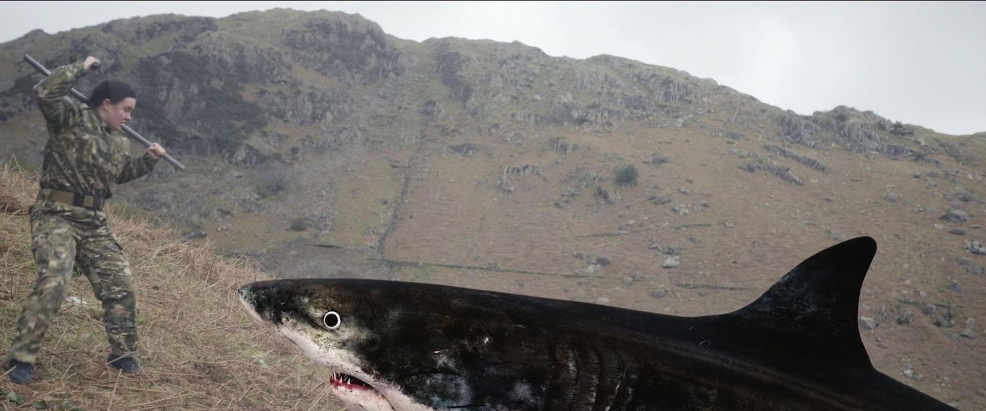 Mountain Shark backdrop