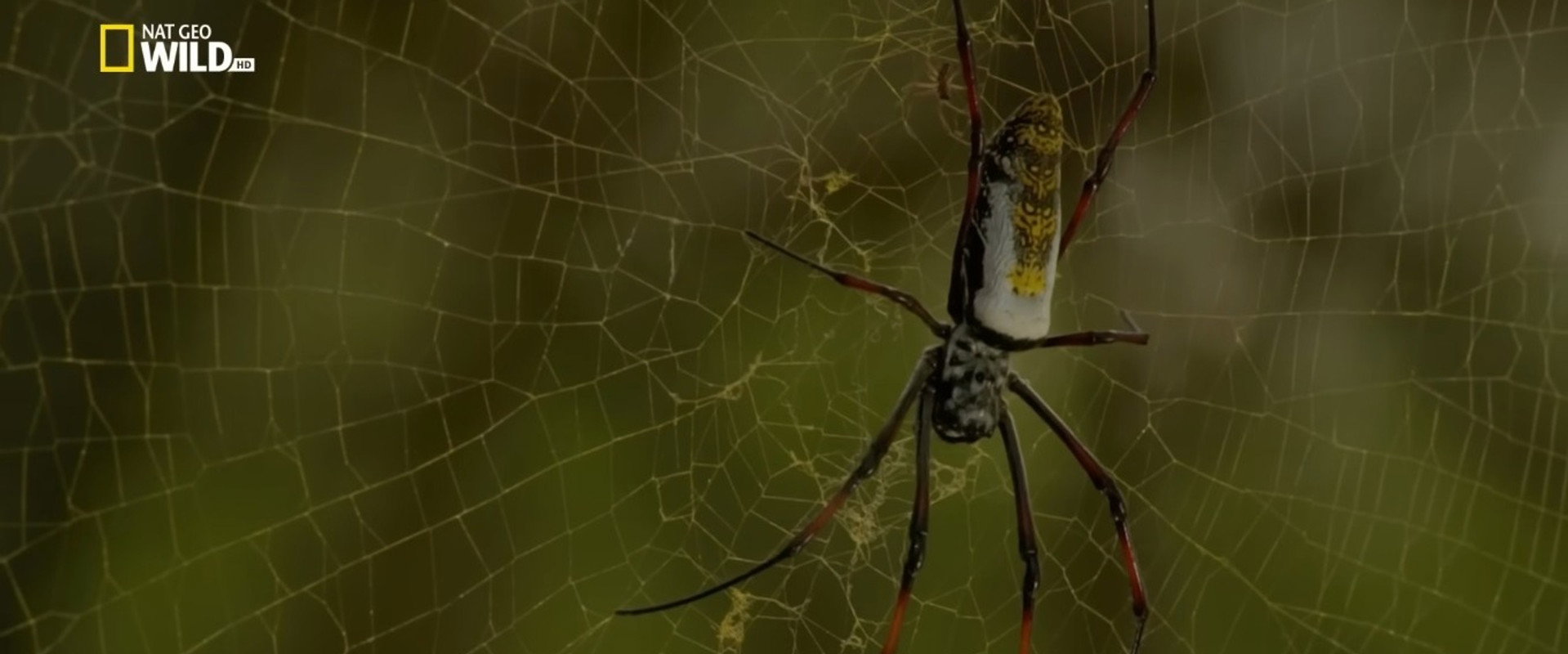 Incredible Spiders backdrop