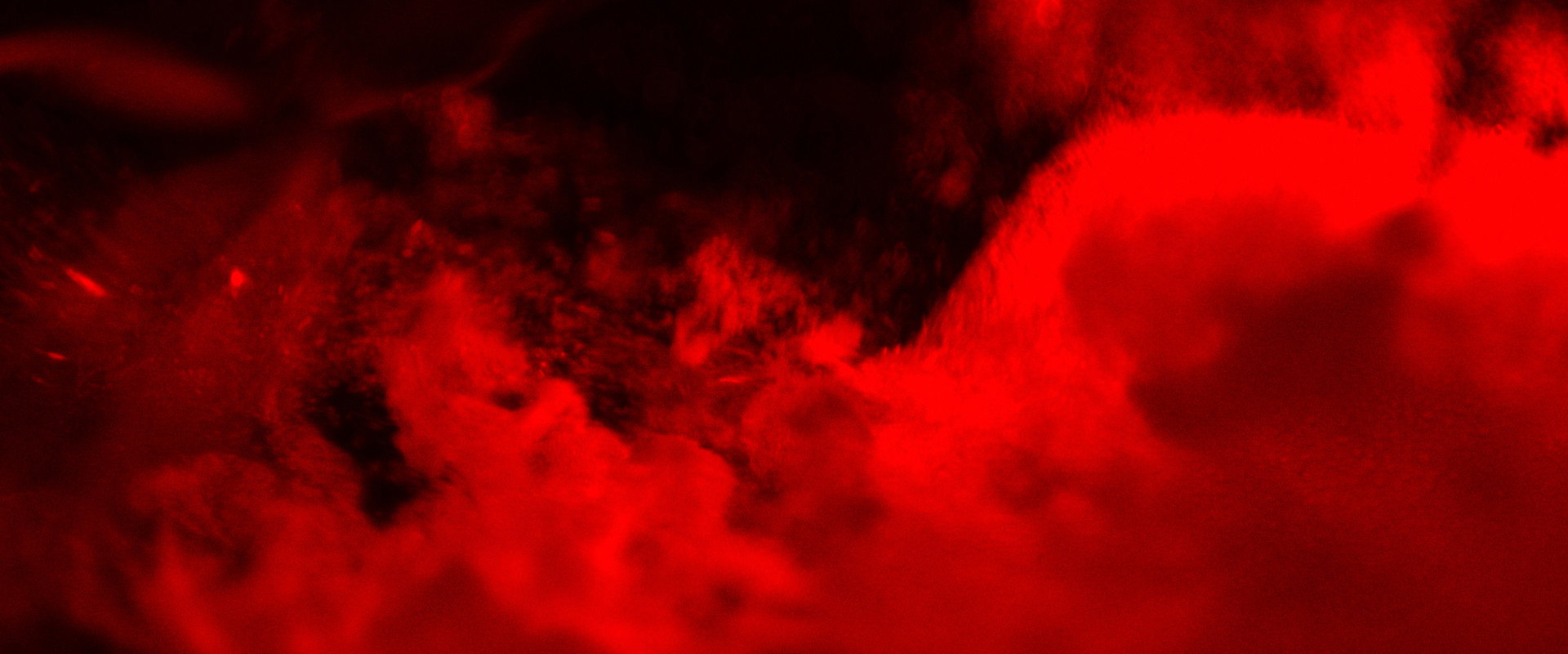 Revelación backdrop