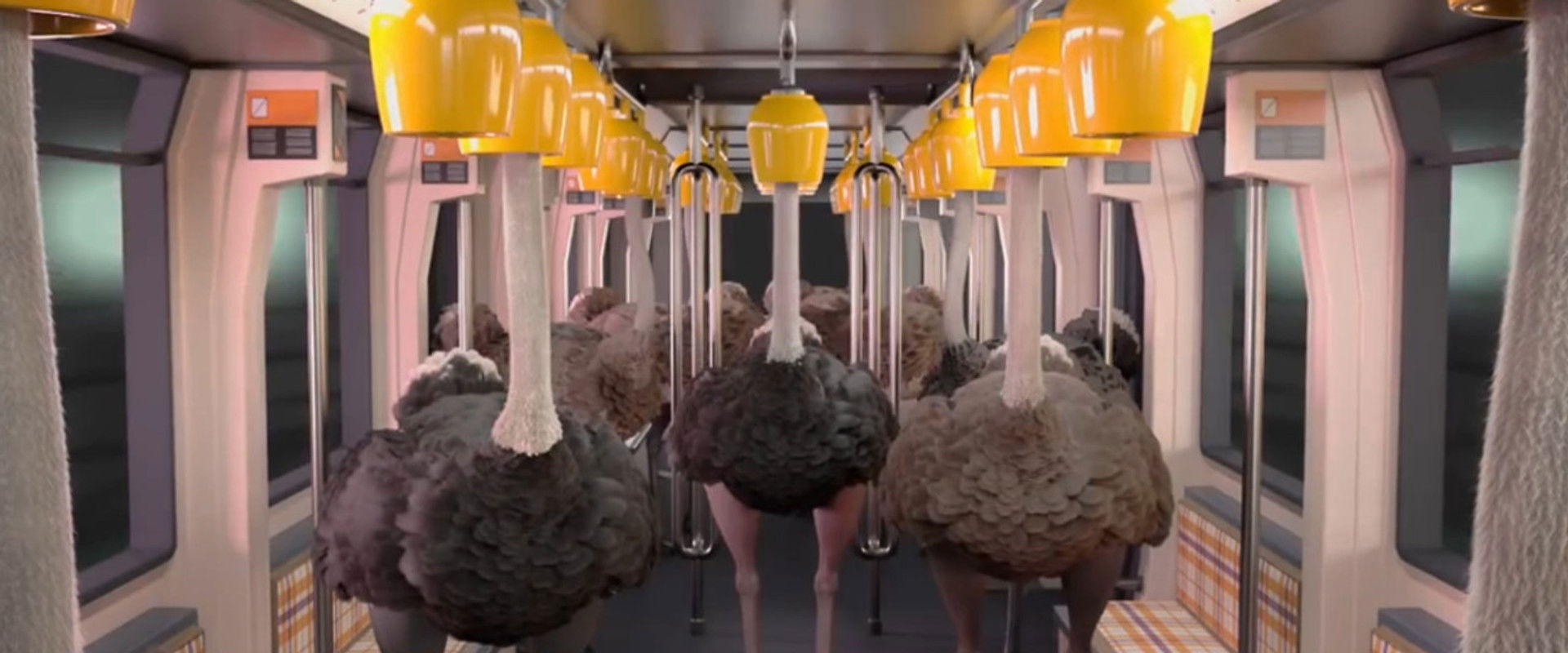 Ostrich Politic backdrop