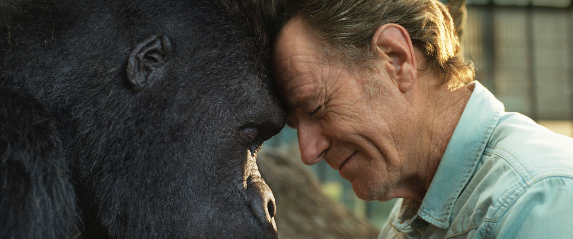 The One and Only Ivan backdrop