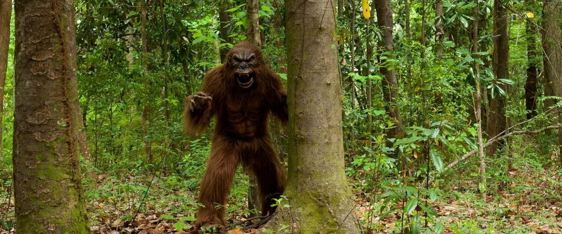 Night Claws backdrop