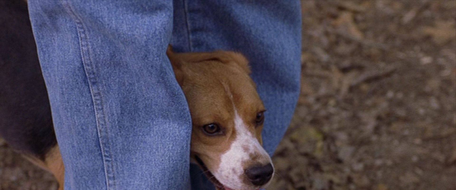 Saving Shiloh backdrop