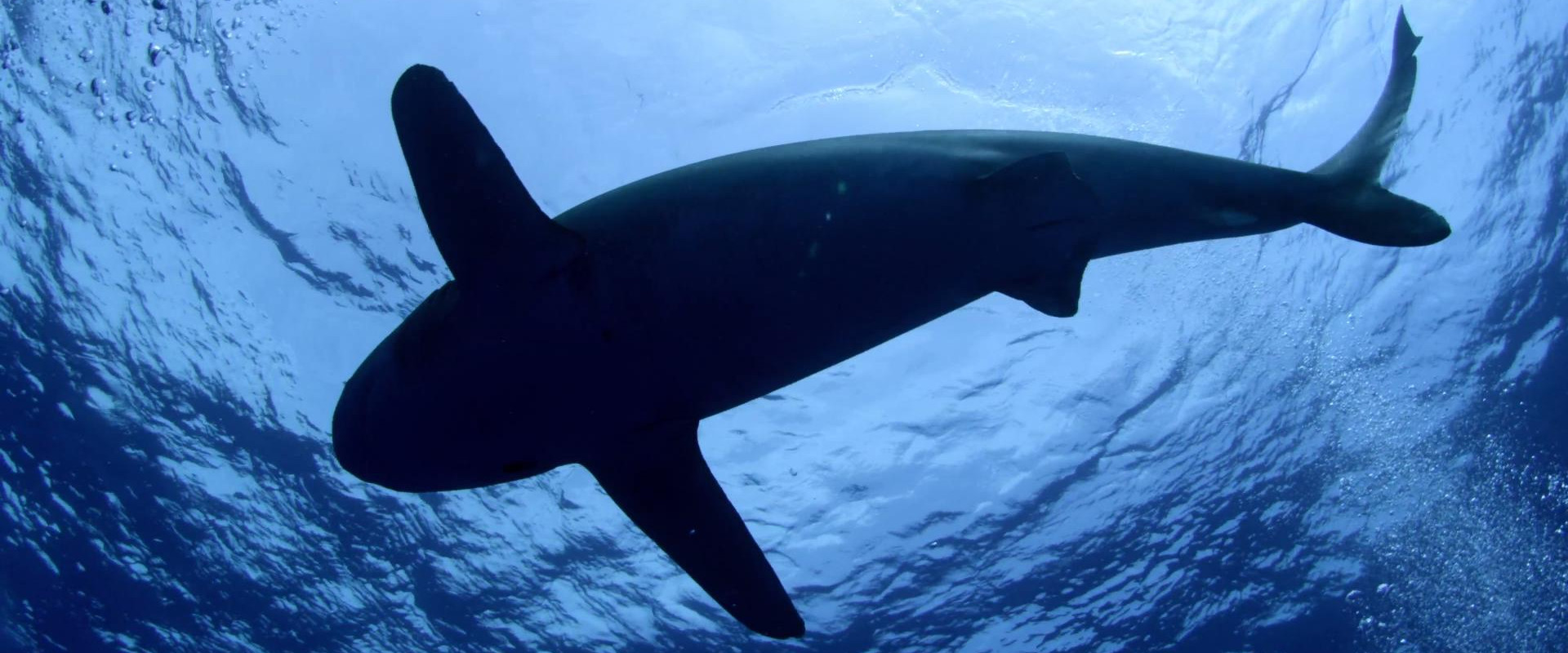 Shark Dive backdrop