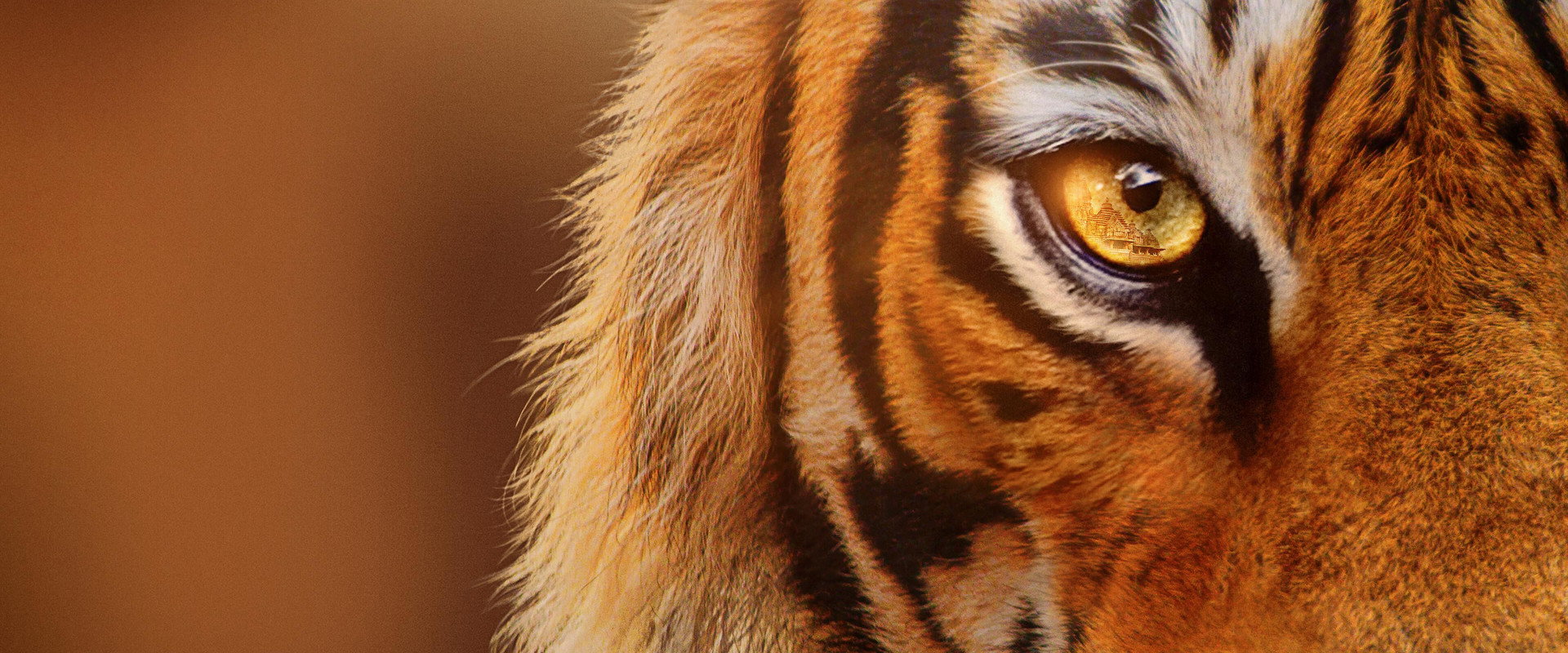 Tigers on the Rise backdrop