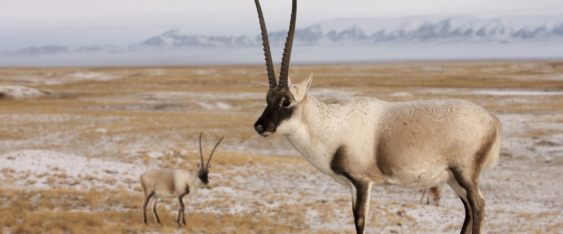 Rare Survivors: China's Iconic Wildlife backdrop