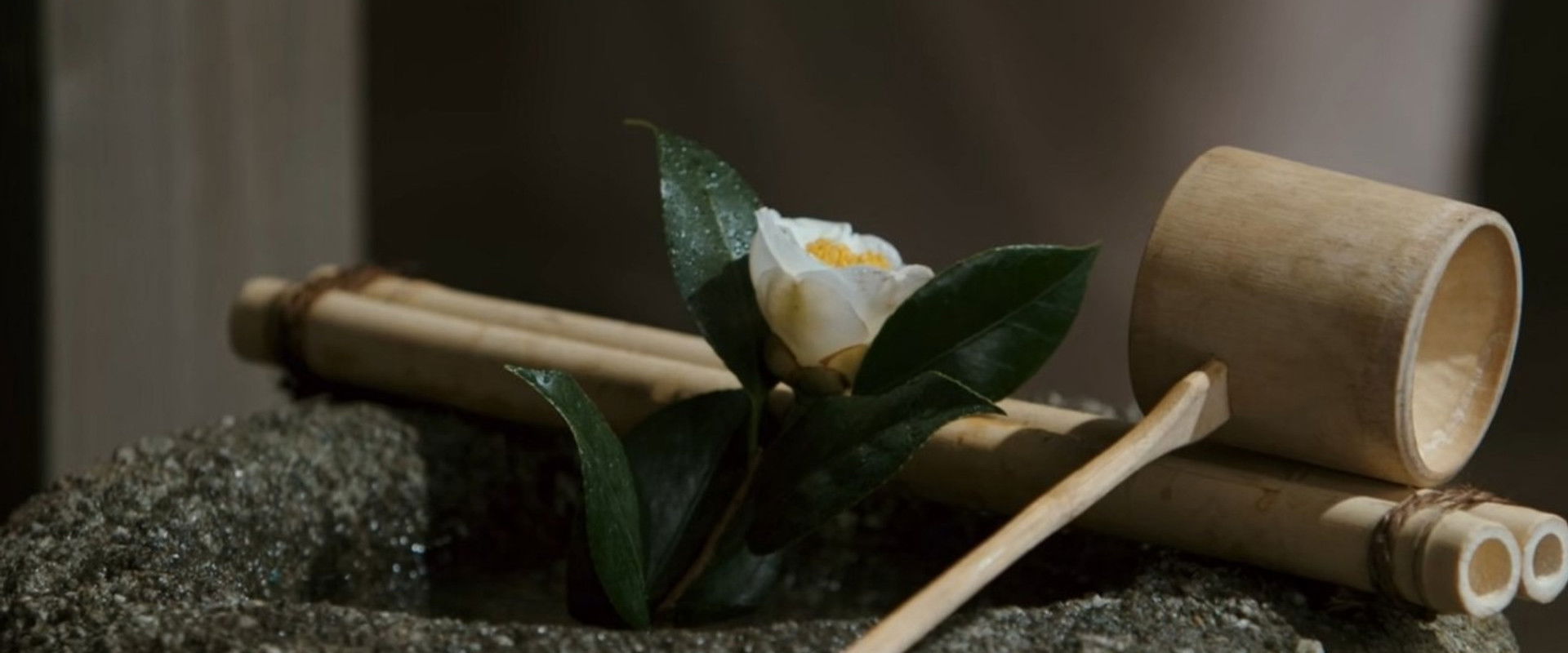 Ask This of Rikyu backdrop