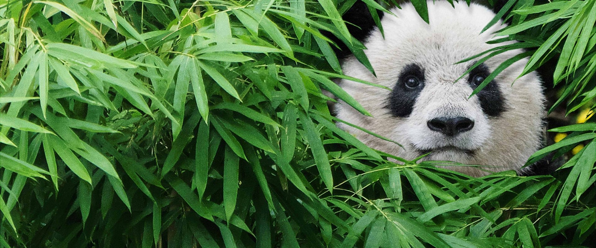 Pandas