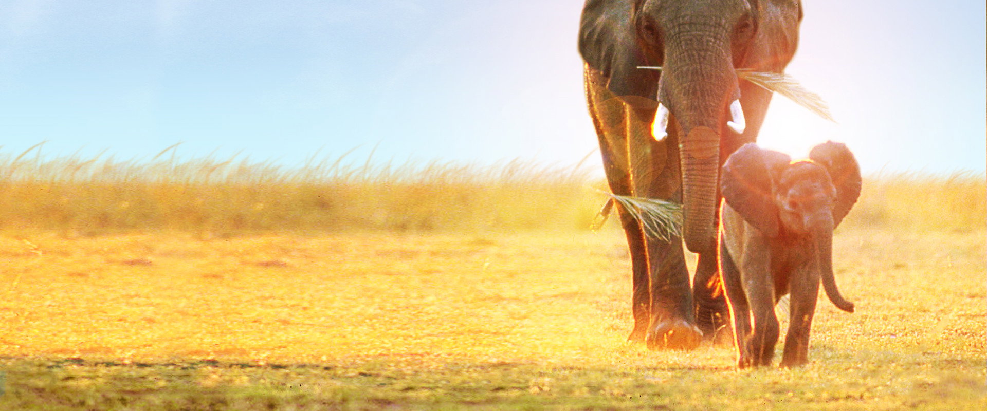 Whispers: An Elephant's Tale backdrop