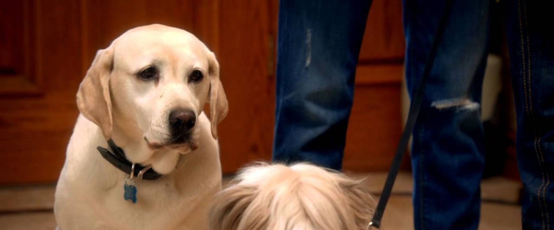 The Dog Who Saved Easter backdrop