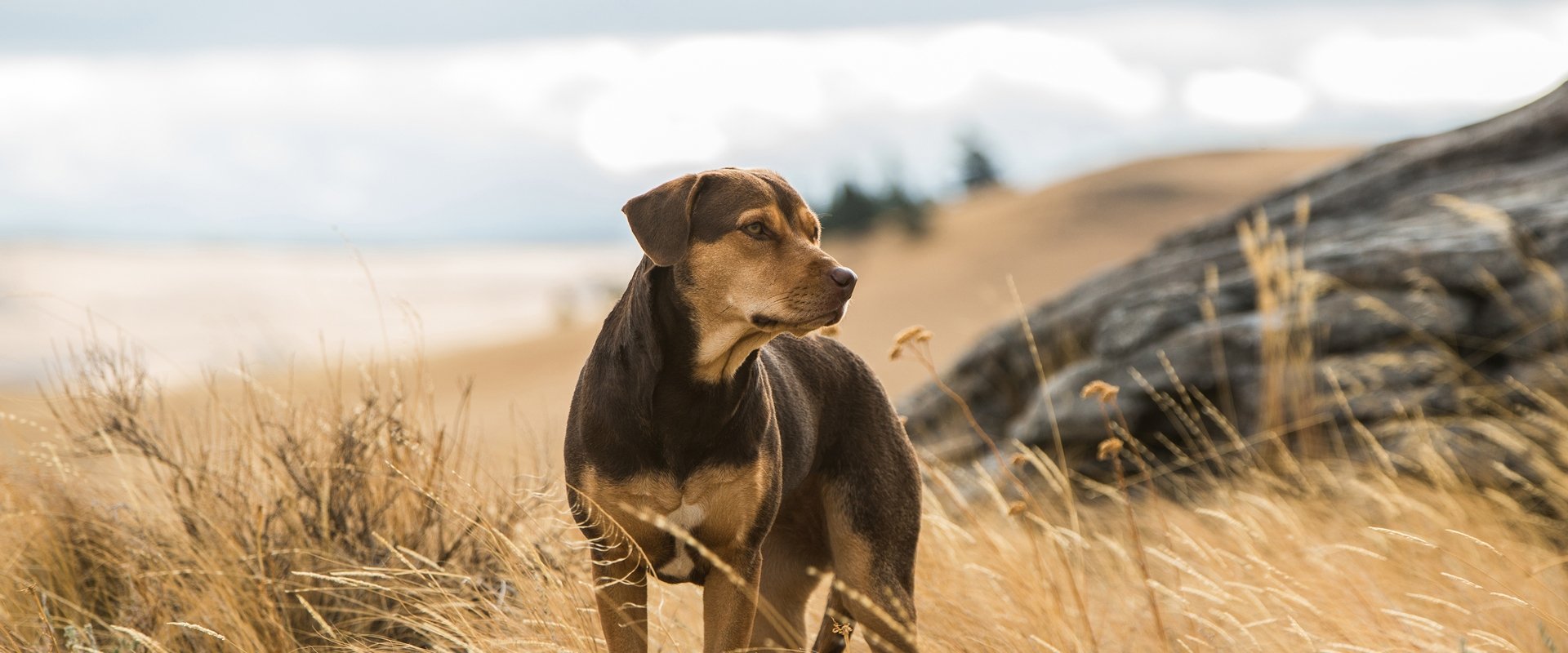 A Dog's Way Home backdrop