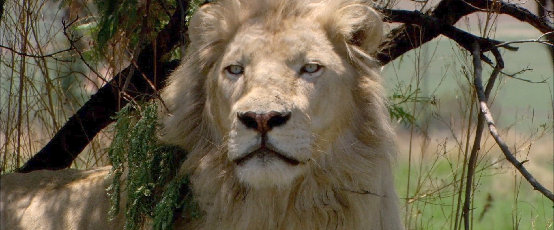 White Lion backdrop