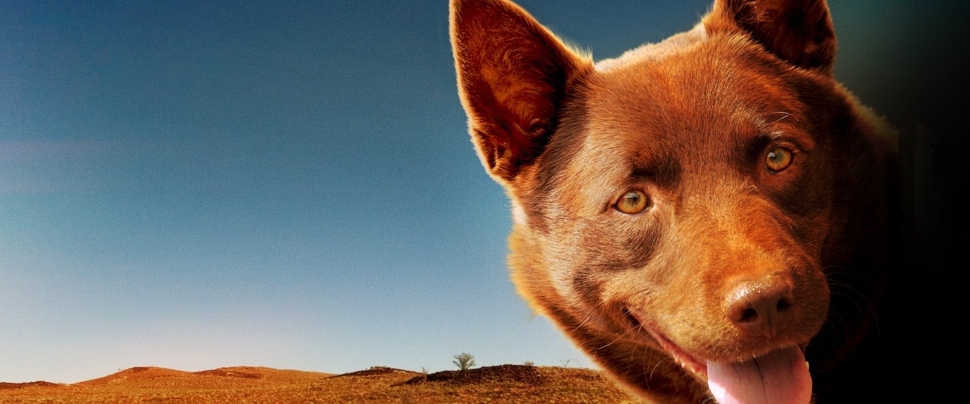 Red Dog backdrop