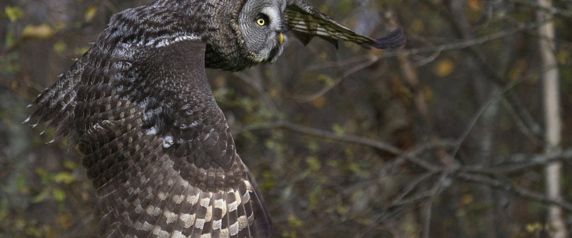 Tale of a Forest backdrop