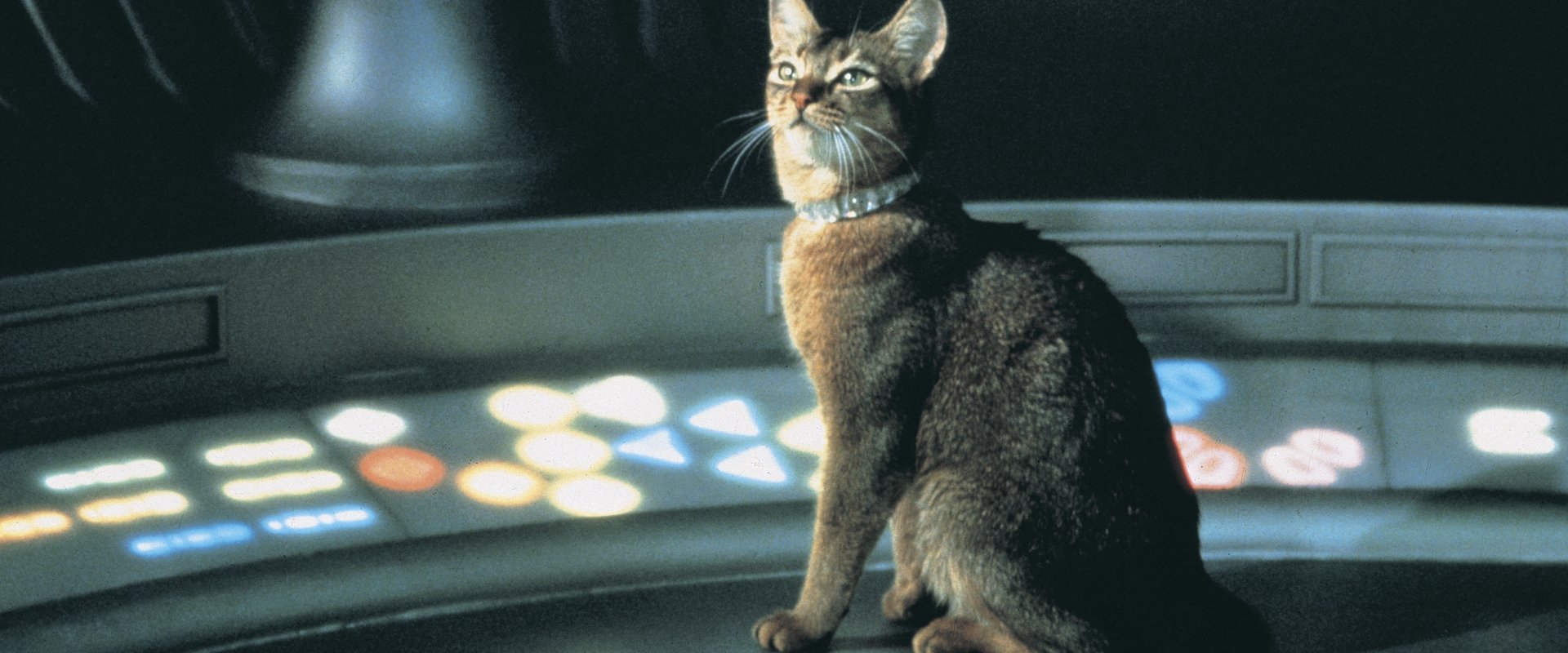 The Cat from Outer Space backdrop
