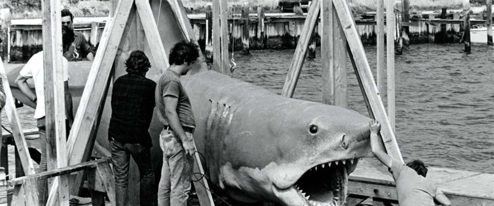 The Shark Is Still Working backdrop