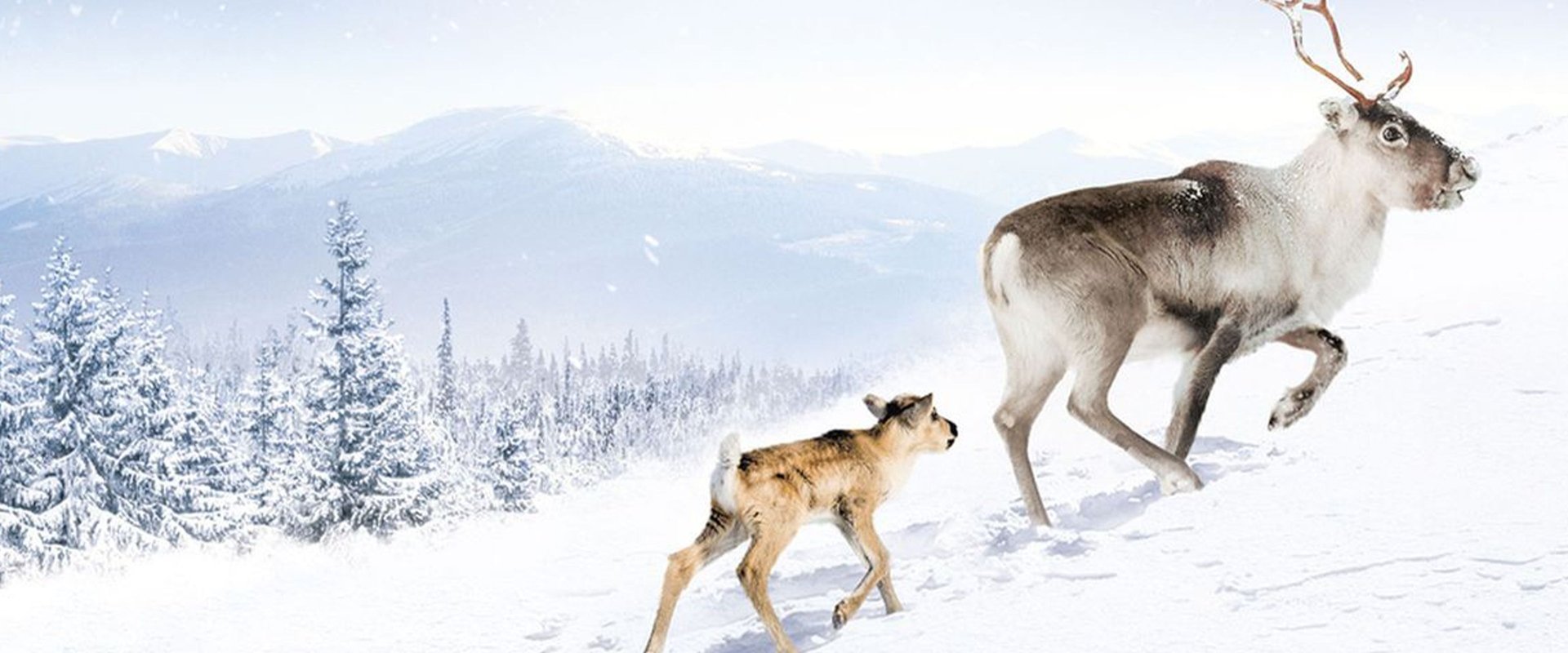 A Reindeer's Journey