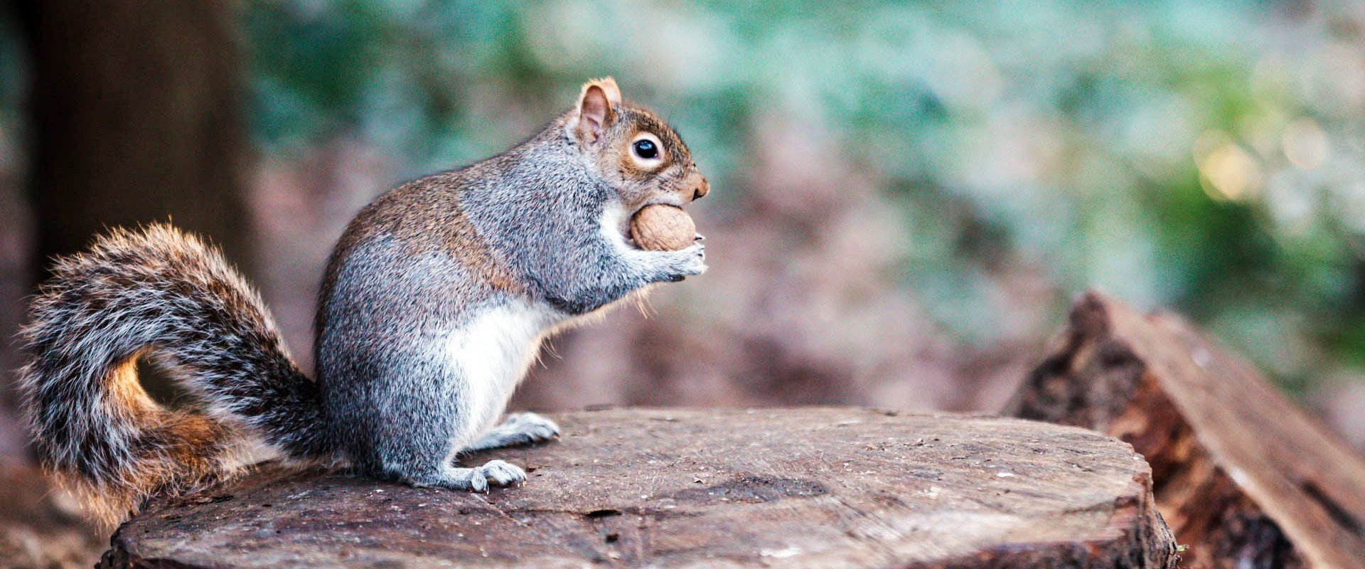 The Super Squirrels backdrop