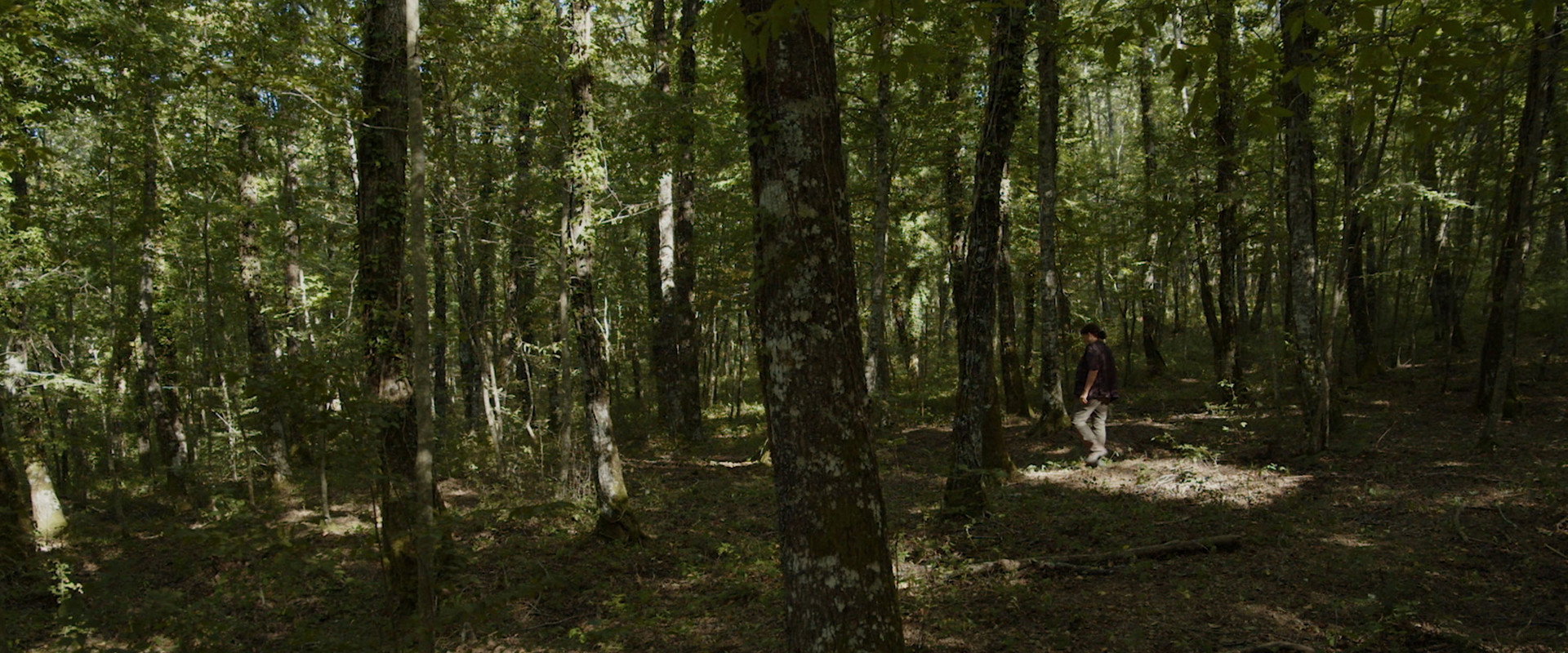 L'ornitologa backdrop